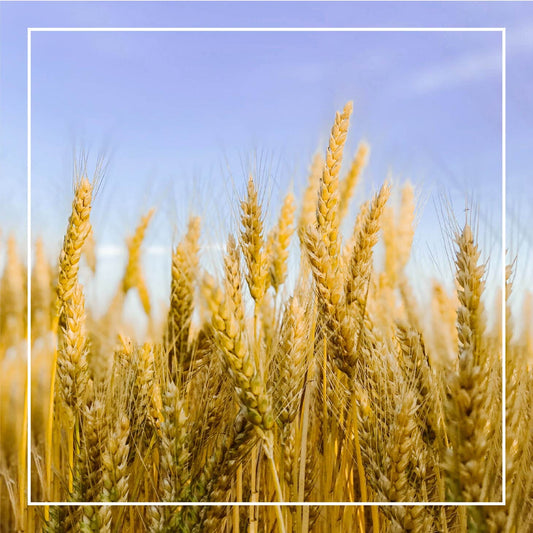 Ingredient Spotlight: Why Azelaic Acid is Your New Hormonal Acne Fighter