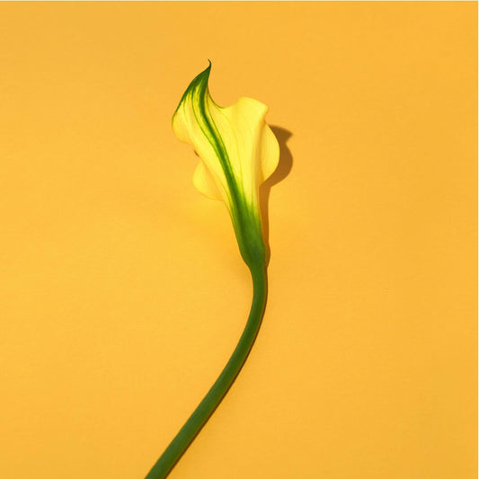 Are Houseplants the Secret to Preventing Dry Skin?