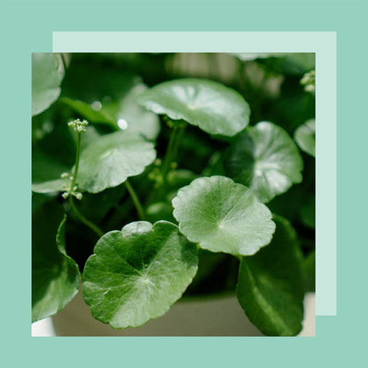 Why Cica Balms are One of the Best Products for Sensitive, Acne-Prone Skin