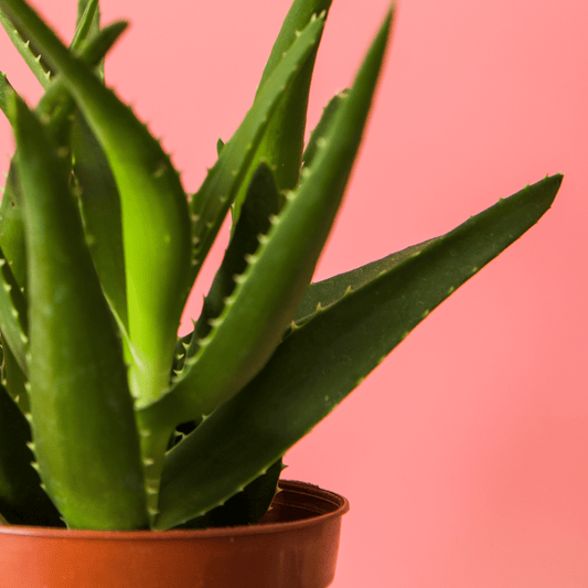 Aloe: Is It Me You’re Looking For?