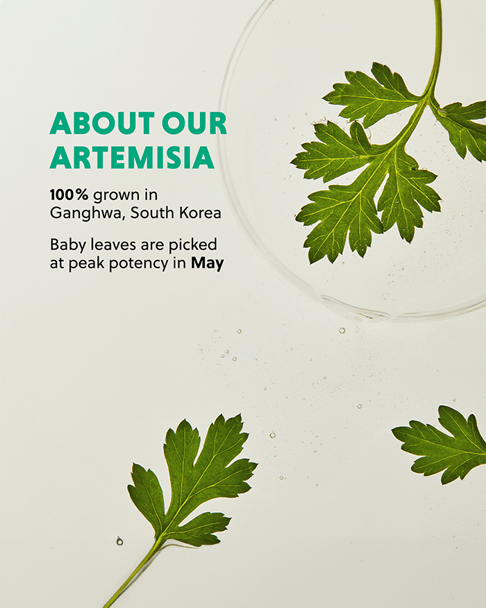 Artemisia Soothing Toner